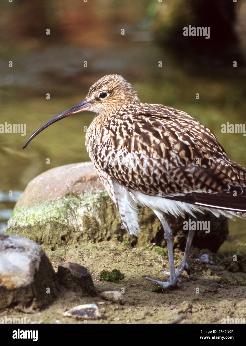 Curlew 'Numenius arquata' Adult standing by a rock pool. Northumberland England. Stock Photo