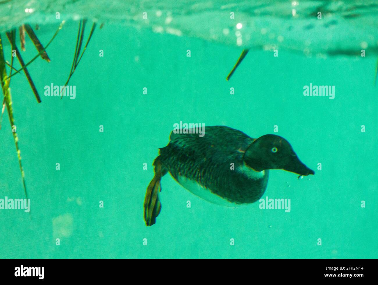 European Goldeneye 'Bucephala clangula' Female swimming underwater. Stock Photo