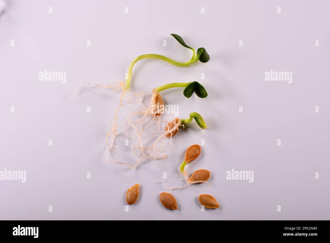 Germination changes in pumpkin seeds from seed to seedlings. Stock Photo