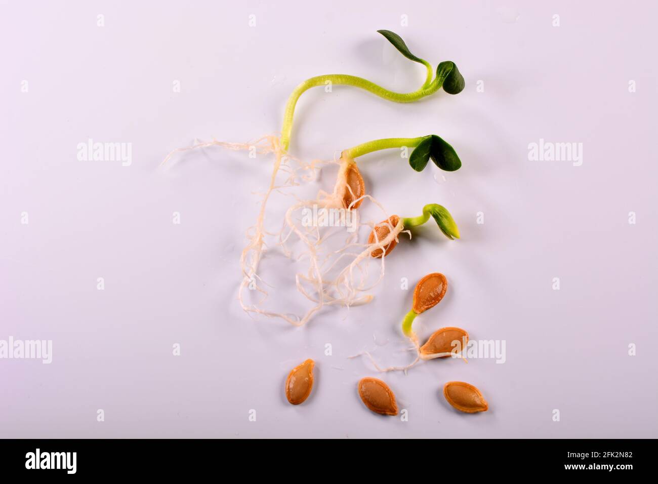 Young live Pumpkin Cucurbita seeds with developing root systems at early stage to later stages of germination showing the various cycles Stock Photo