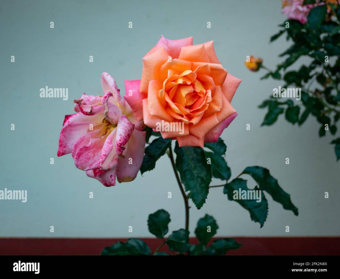 China Rose known as Bengal Rose, Crimson or Beauty (Rosa chinensis