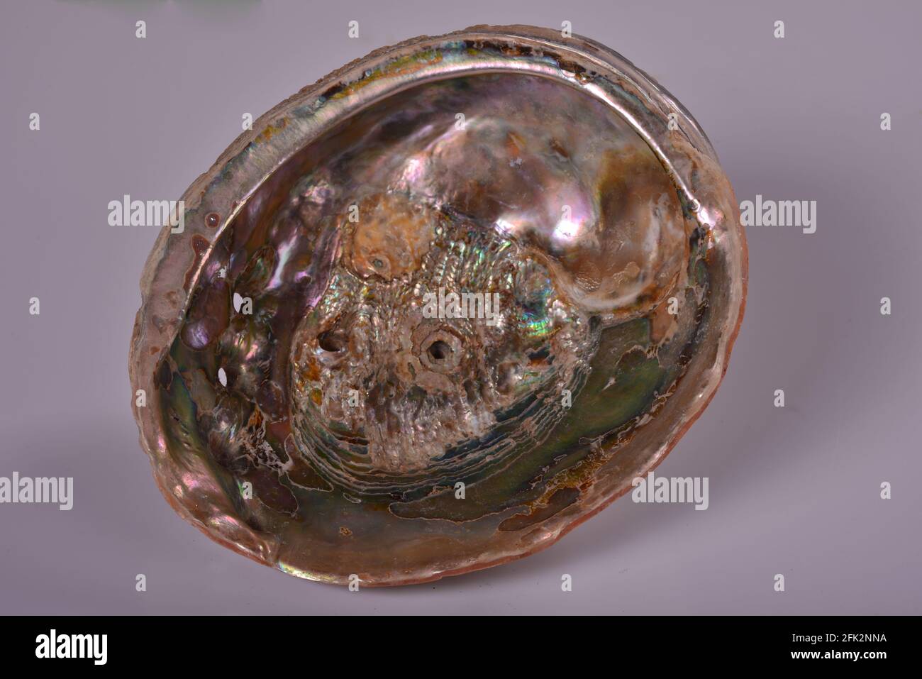 Isolated abalone shell on light background to show the variety of
