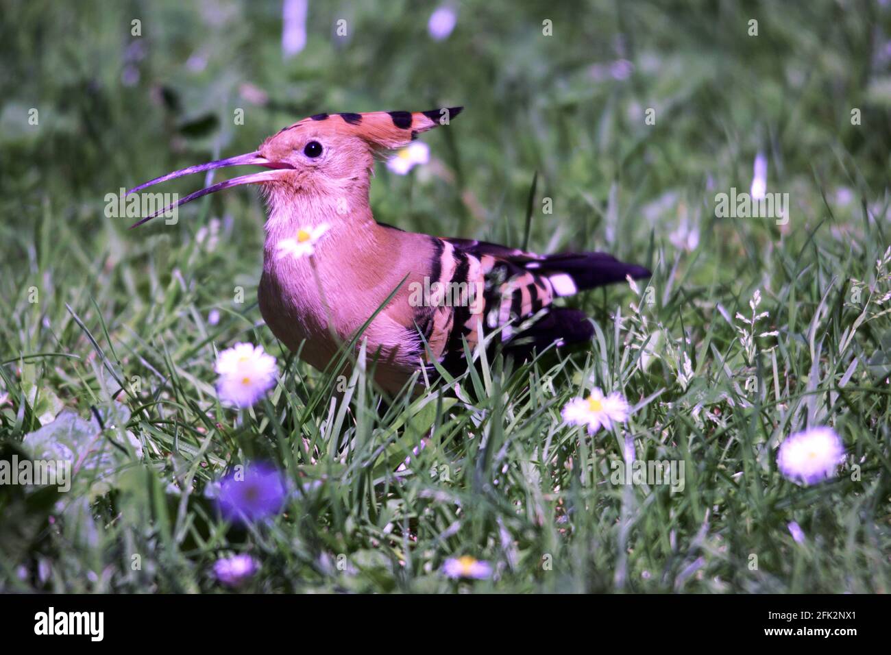 Hoopoe Upupa epops' Adult hunting for food in grass.  South-west France. Stock Photo