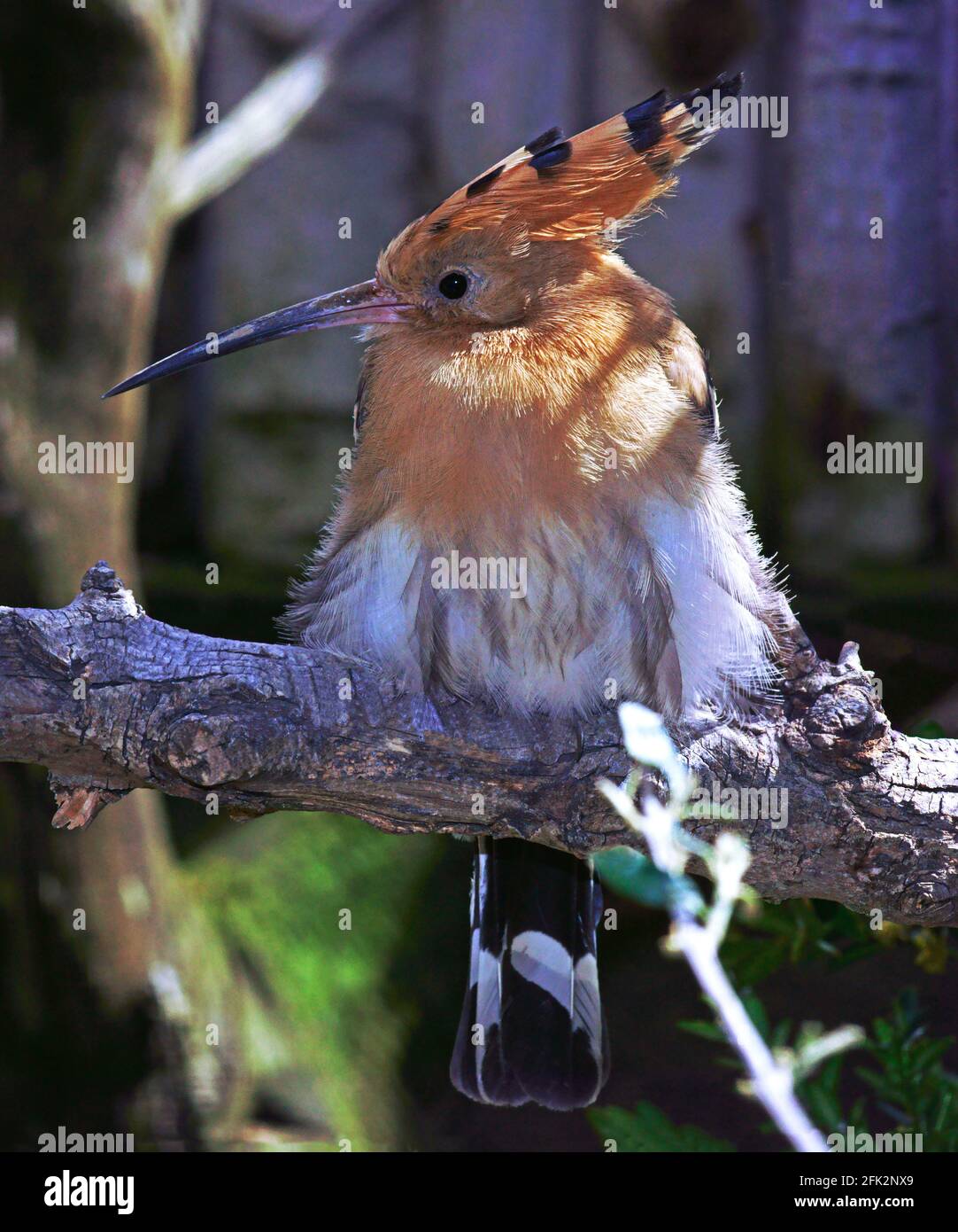 Hoopoe Upupa epops'Adult sitting on a branch. South-west France. Stock Photo