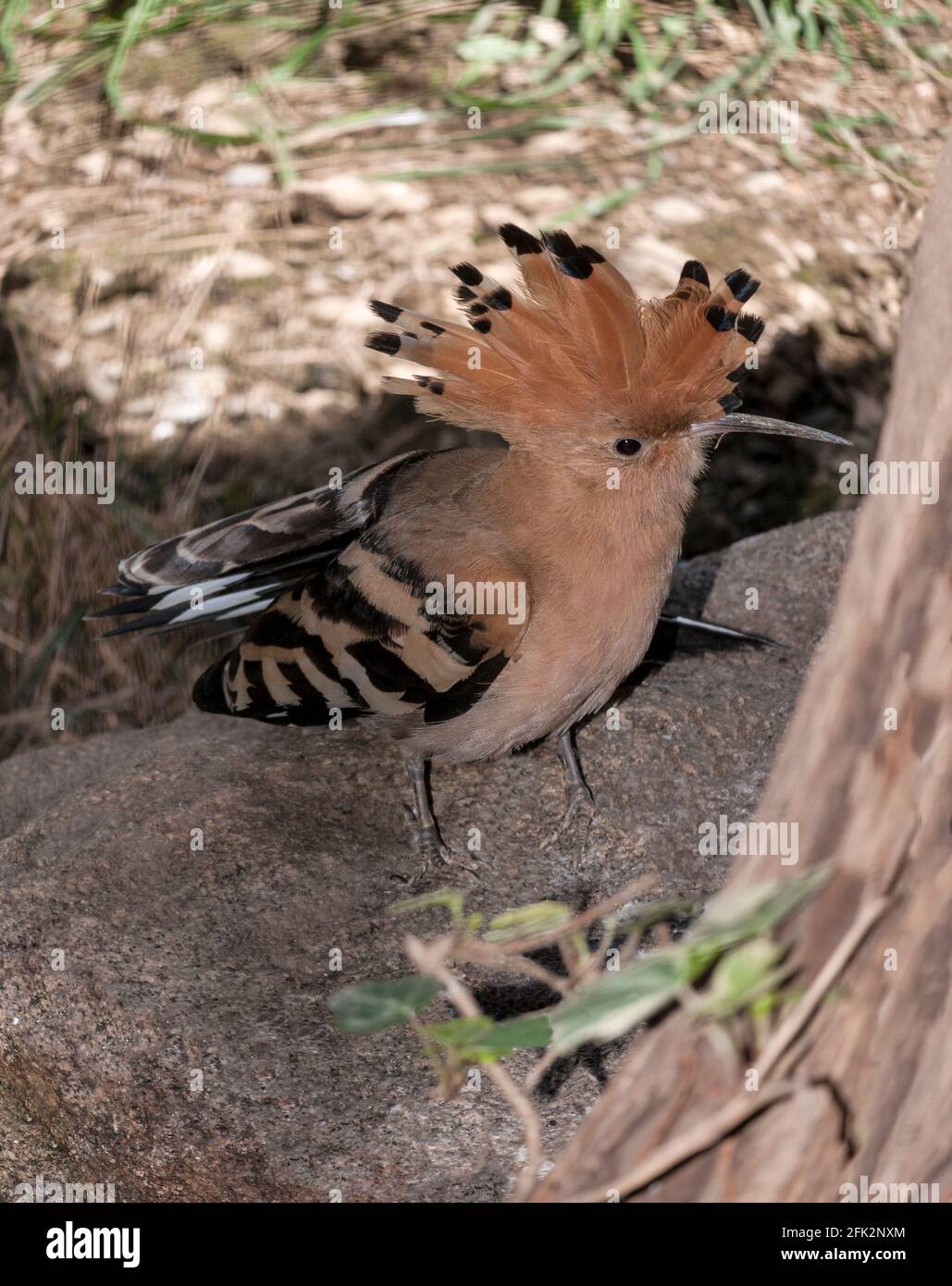 Hoopoe Upupa epops' Adult displaying.Crest raised. South-west France. Stock Photo