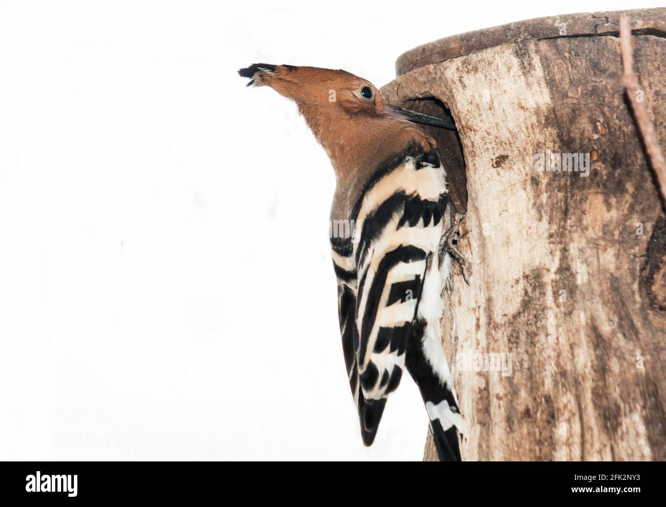 Hoopoe Upupa epops' Adult  at nest box.South-west France. Stock Photo