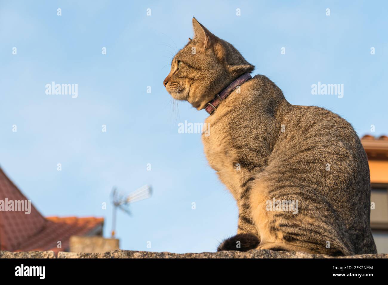 cat sitting on a stone wall seen from the side at sunset Stock Photo ...