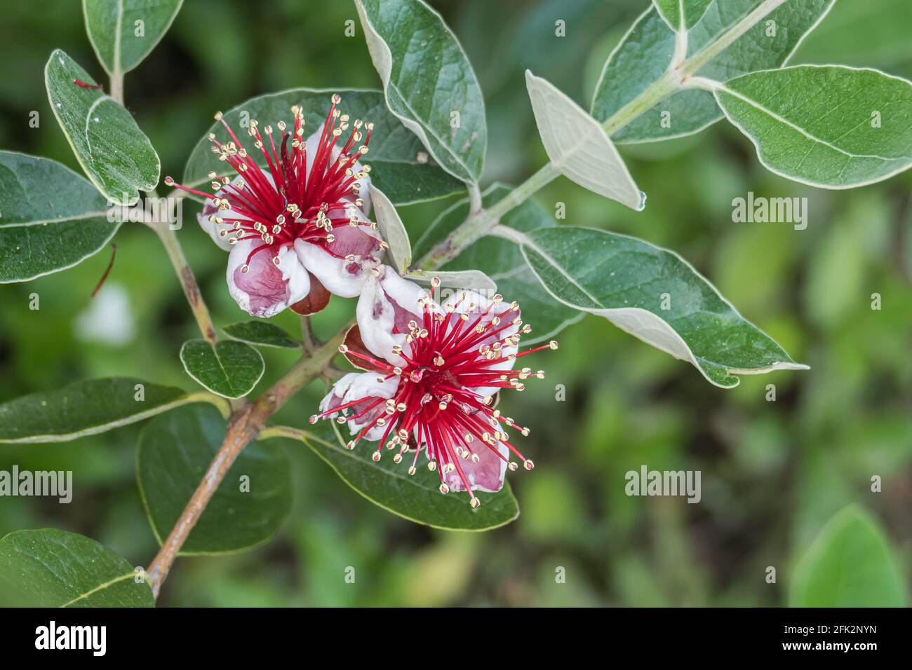 pineapple guava flowers close up view outdoors feijoa plant Stock Photo