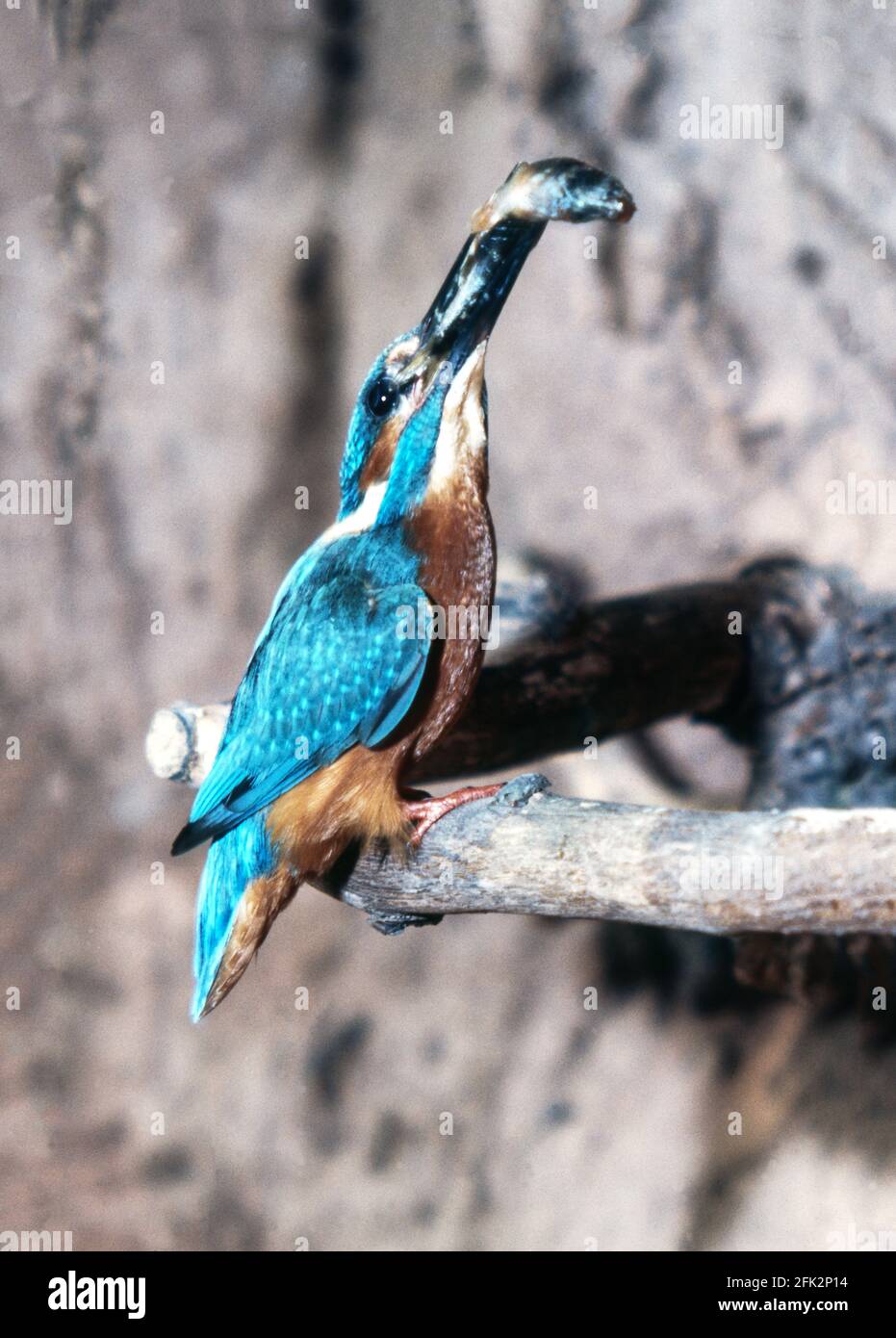 Kingfisher 'Alcedo atthis' Adult at nesting site with a fish. Nottinghamshire. England. Stock Photo