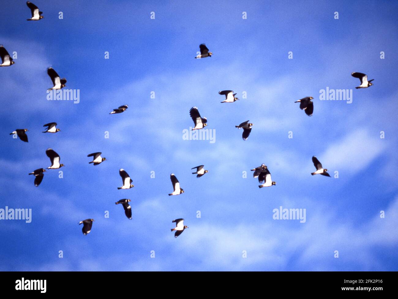 Lapwing 'Vanellus vanellus' Section of a flock in flight.South-west France Stock Photo