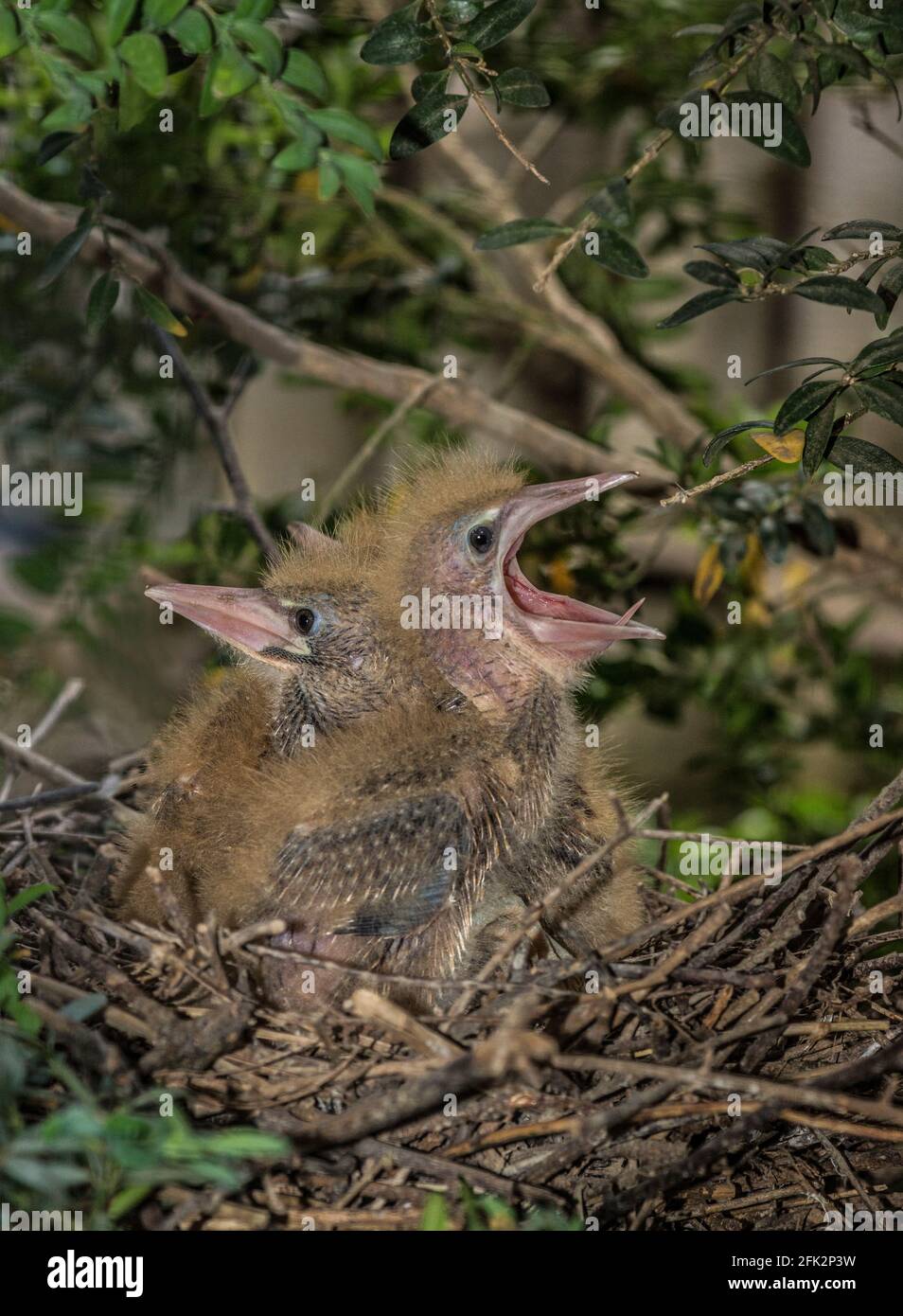 Little Bittern 'Ixobrychus minutes'.Three nestlings in the nest waiting for food to arrive.South-west France . Stock Photo