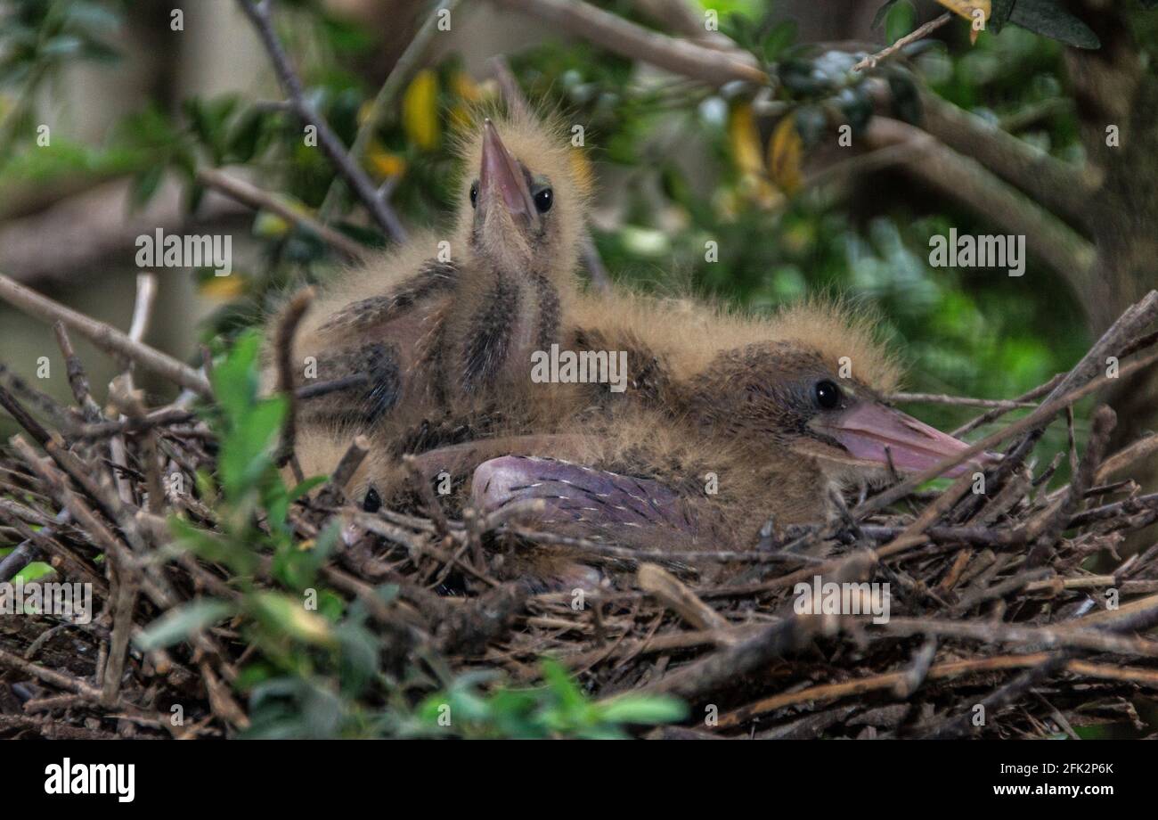 Little Bittern 'Ixobrychus minutes'.Three nestlings in the nest waiting for food to arrive.South-west France . Stock Photo