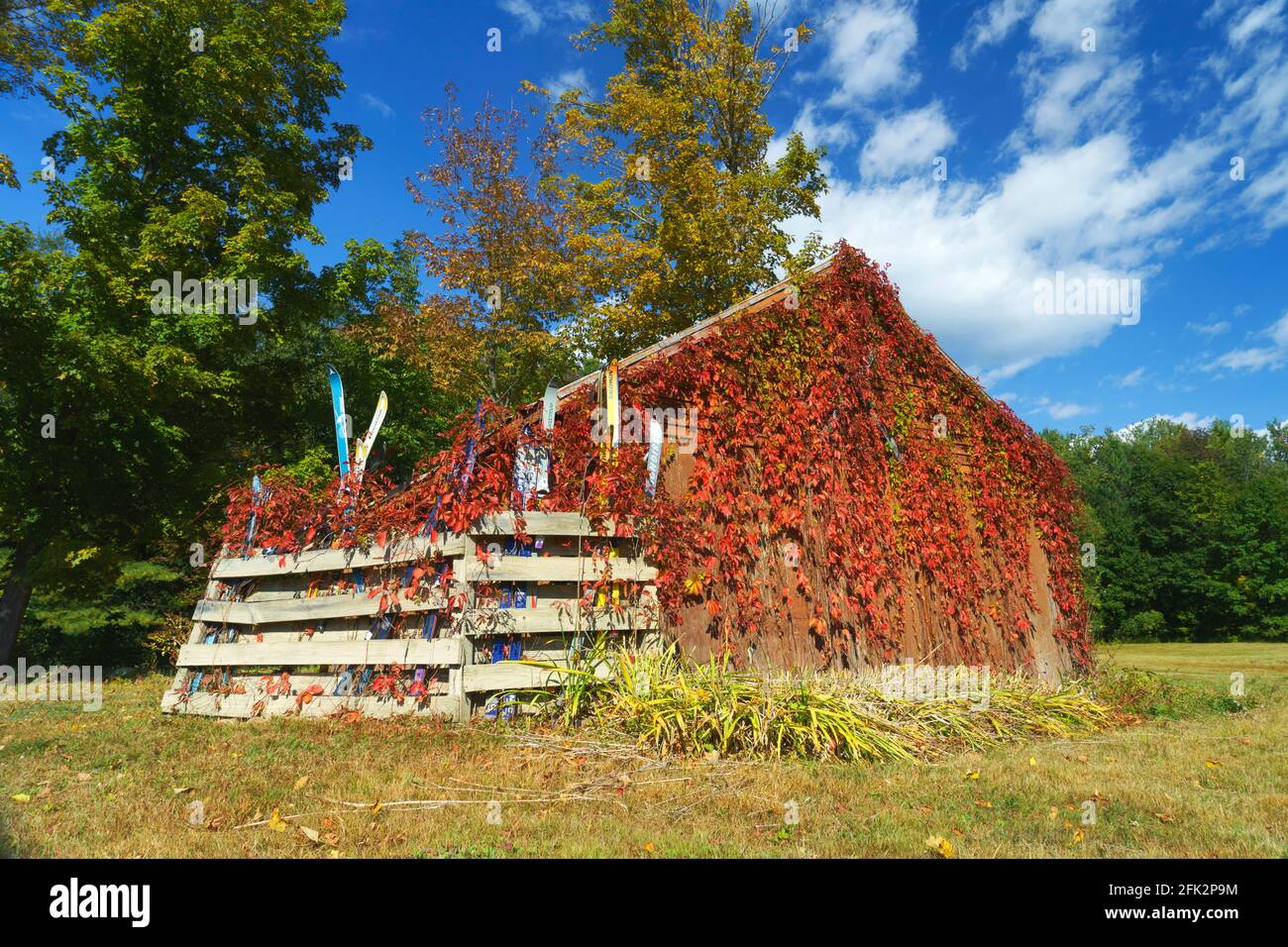 Picturesque barn covered with vine turned red during autumn, Bartlett NH, USA. On the side a corral made of wooden boards contains old pairs of skis. Stock Photo