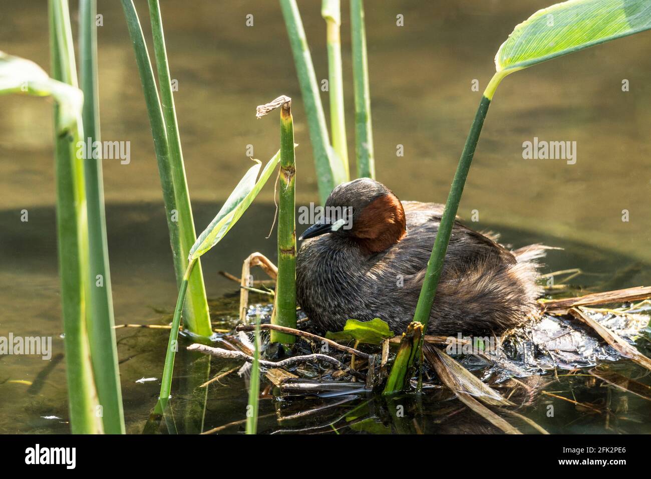Little Grebe 'Tachybaptus ruficollis' Adult bird on the nest. Incubating eggs.South-west France. Stock Photo