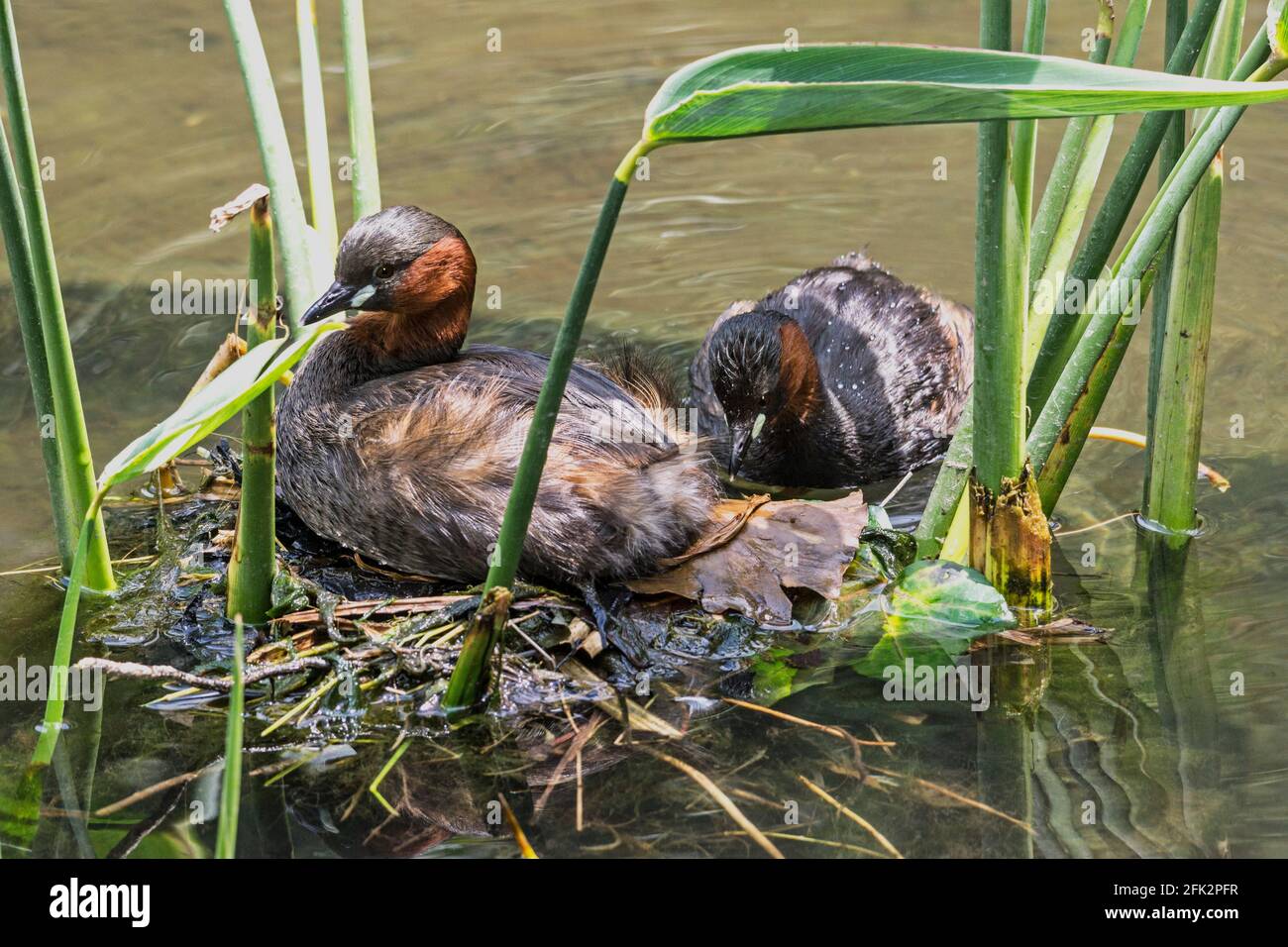 Little Grebe 'Tachybaptus ruficollis' Two adult birds at the nest. One brooding eggs,the other on ramp behind the nest.South-west France. Stock Photo