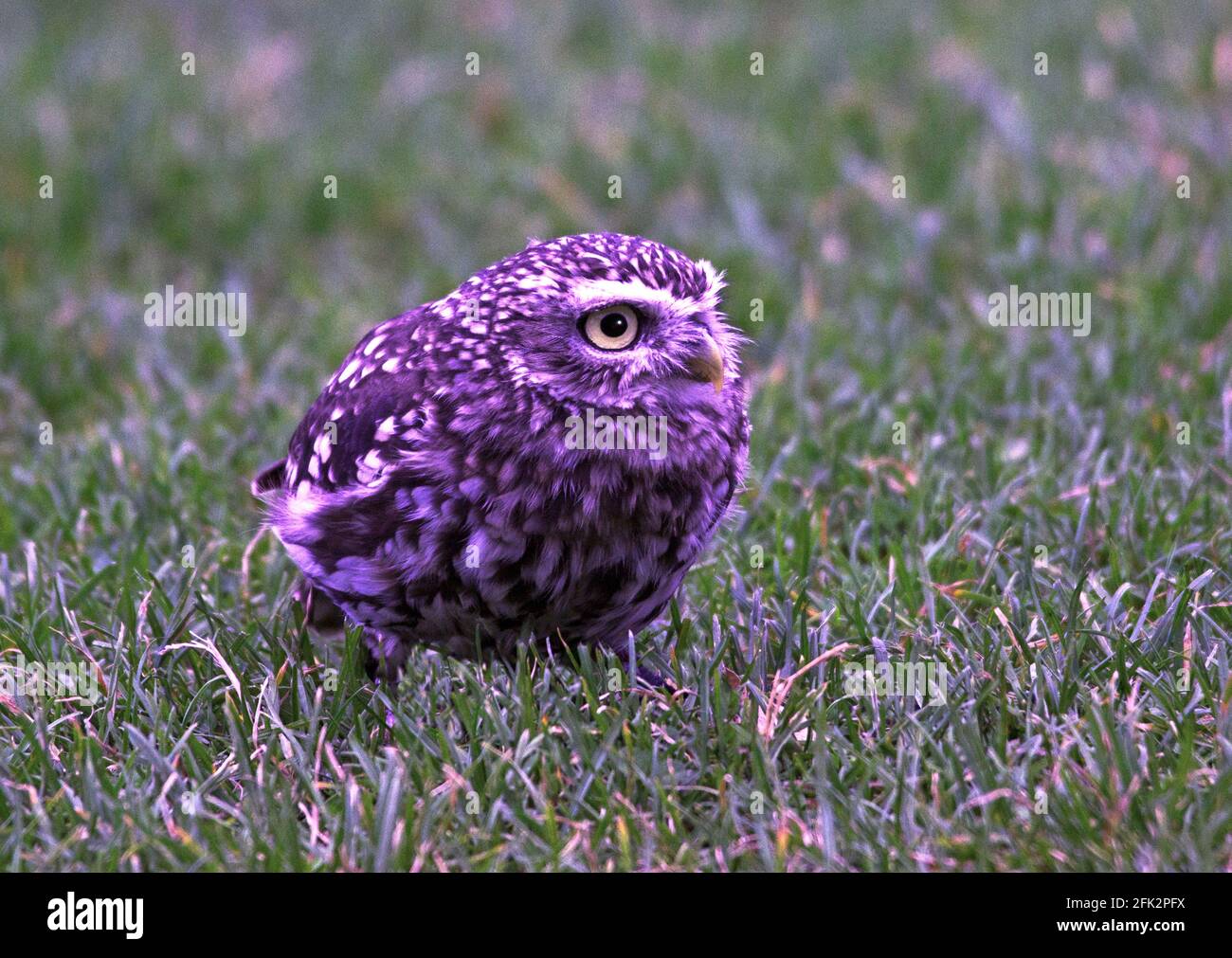 Little Owl 'Athene noctua' Adult on the ground searching for earthworms.Lancashire.North-west England. Stock Photo