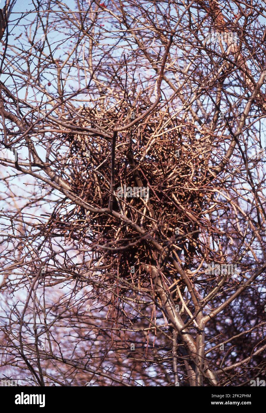 Nest of a magpie 'Pica pica'  in a wild plum tree.South-west France. Stock Photo