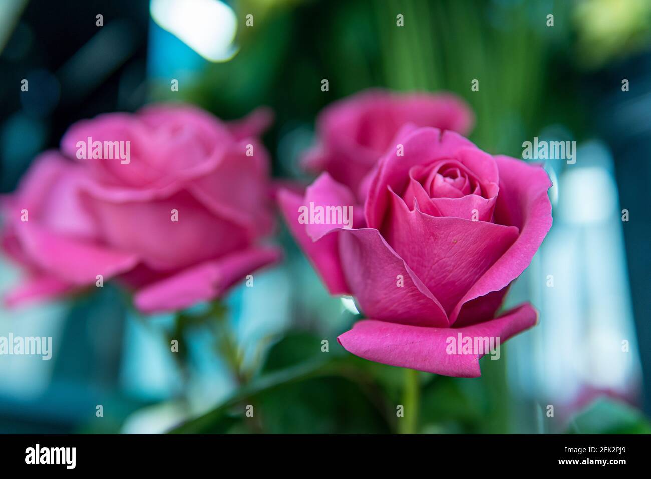 Two pink roses contrasting with the glossy, dark green leaves. Flamboyant, pink rose shrub in spring. Two bicolor, peach-fuchsia roses. selective focu Stock Photo