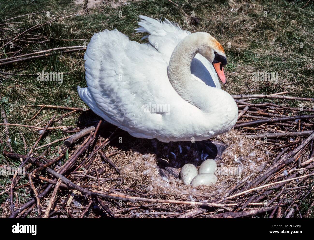 Mute Swan 'Cygnus olor' Female standing at a nest  holding 3 eggs.Nottingham.England. Stock Photo