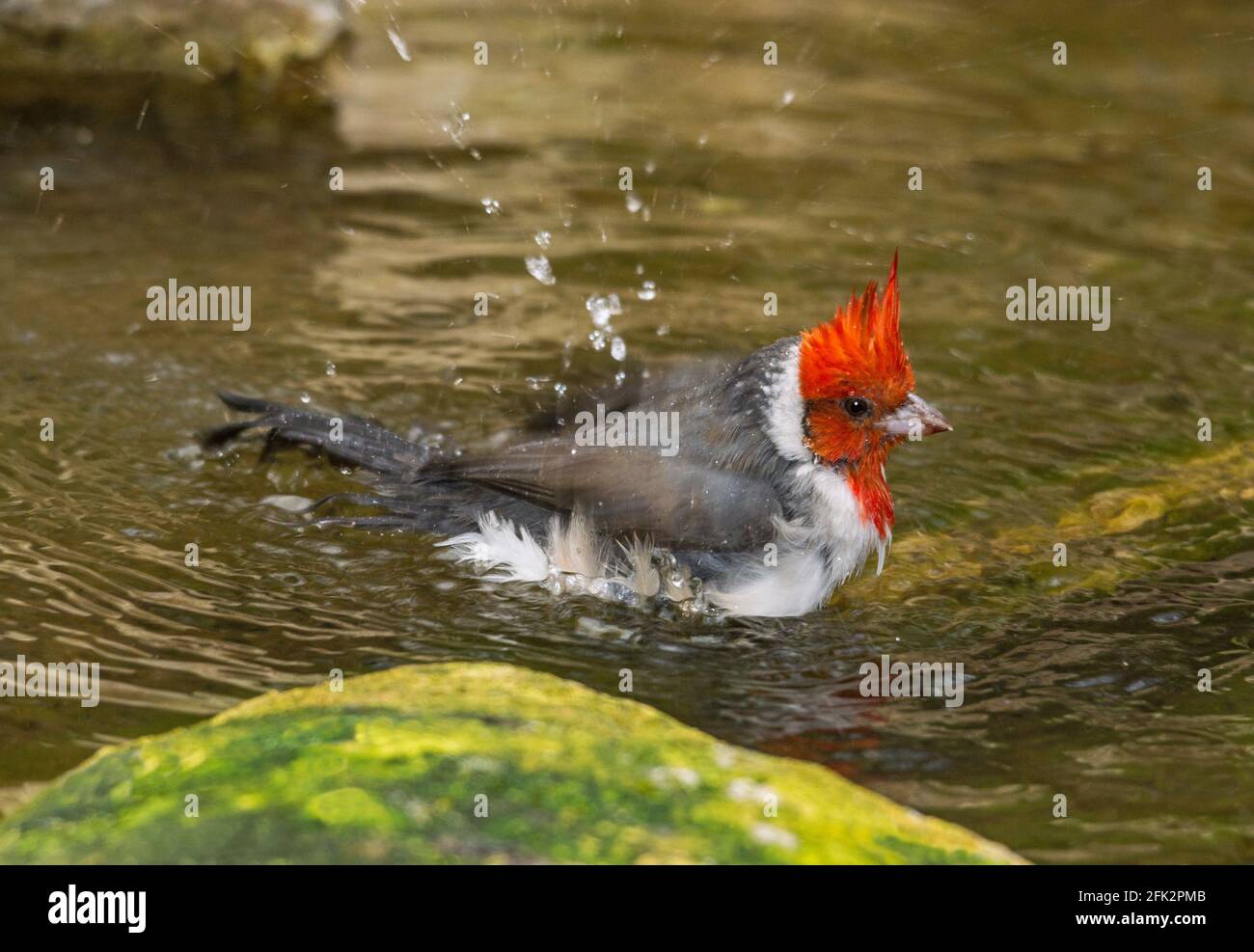 Red-crested Cardinal 'Paroaria coronata' Adult having a bath in a small pond.Zoo at Argeles-Gazost. Hautes-Pyrenees France. Stock Photo