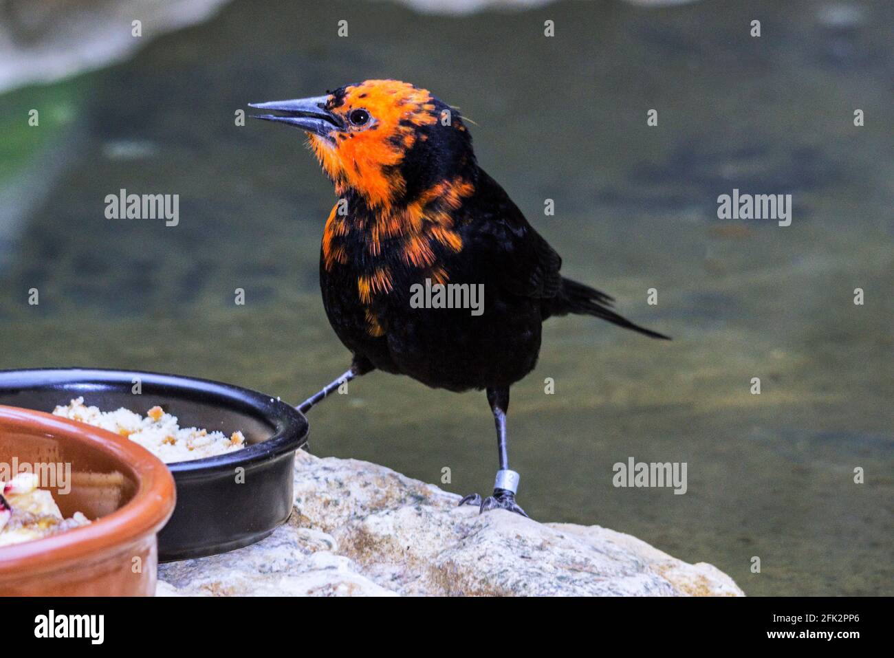 Scarlet-headed Blackbird 'Amblyramphus holosericeus' Zoo at Argeles-Gazost. Hautes-Pyrenees France. Stock Photo