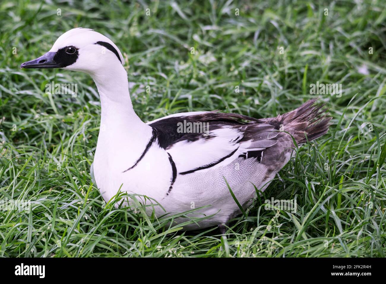 Male Smew 'Mergus albellus'.Adult in breeding plumage.Standing in long grass.Photo at Wildfowl Trust.Martin Mere. Lancs. England. Stock Photo