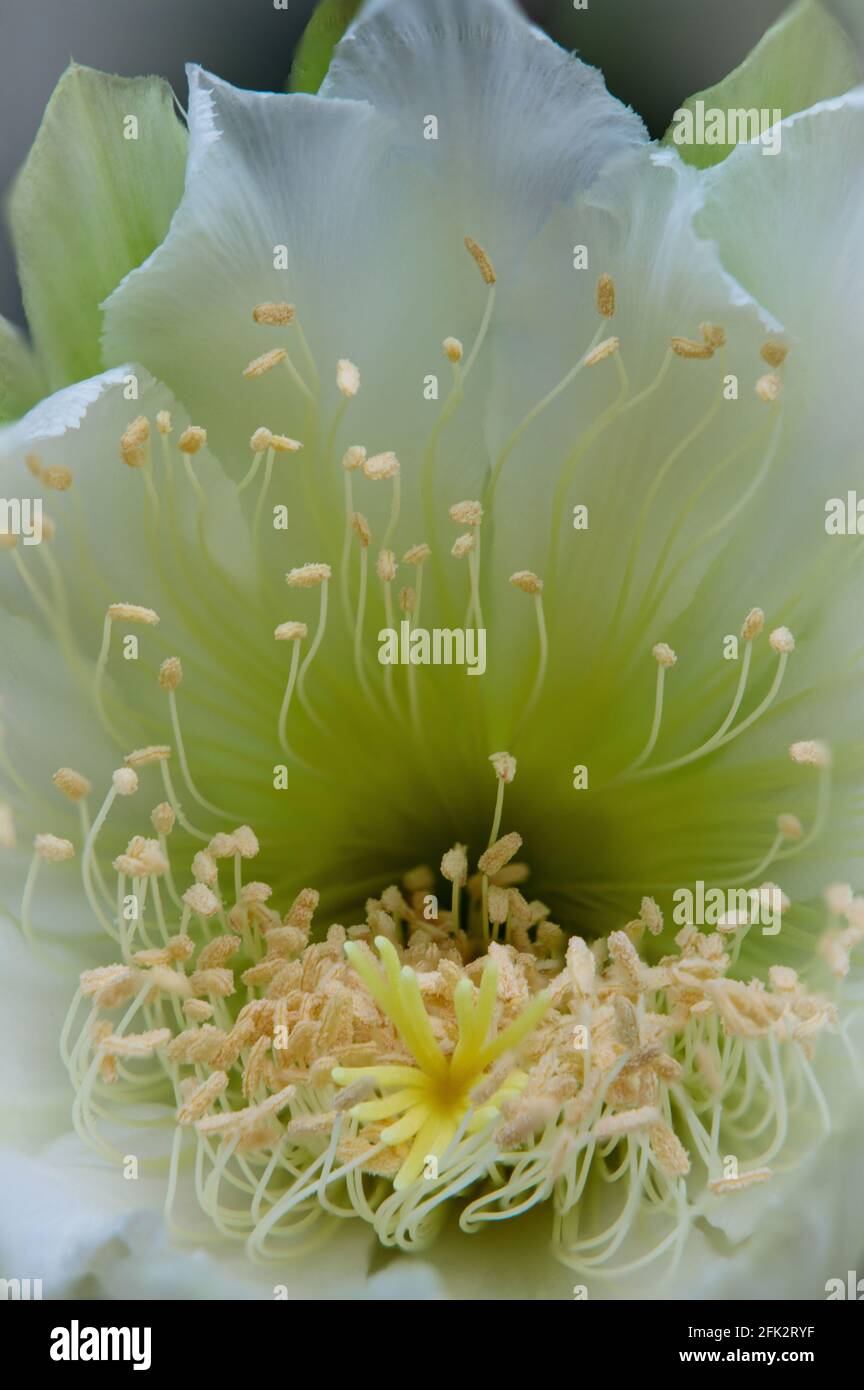 close up of fairly castle cactus blooming Stock Photo