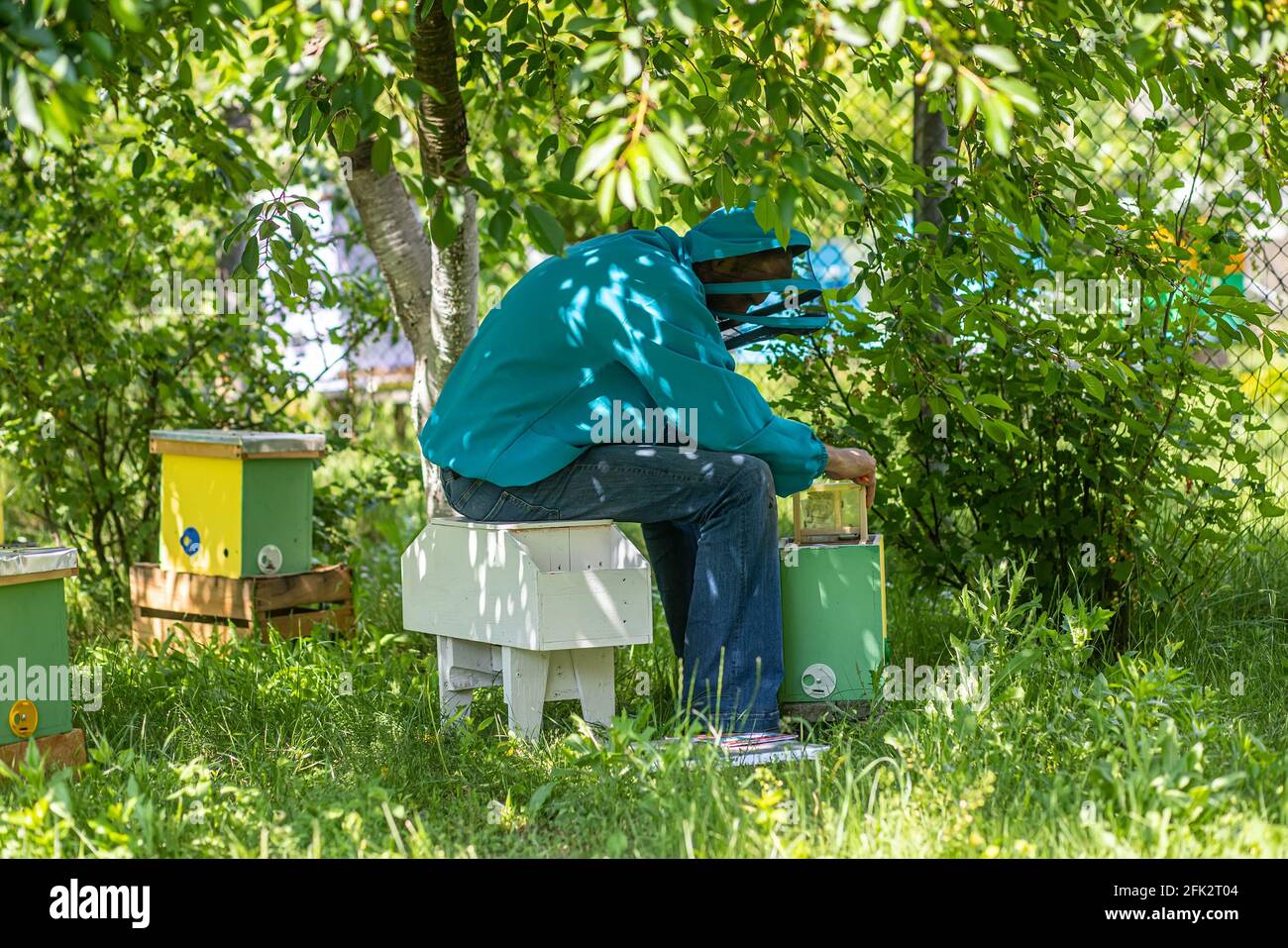Beekeeper holding a small Nucleus with a young queen bee. Breeding of queen bees. Beeholes with honeycombs. Preparation for artificial insemination be Stock Photo