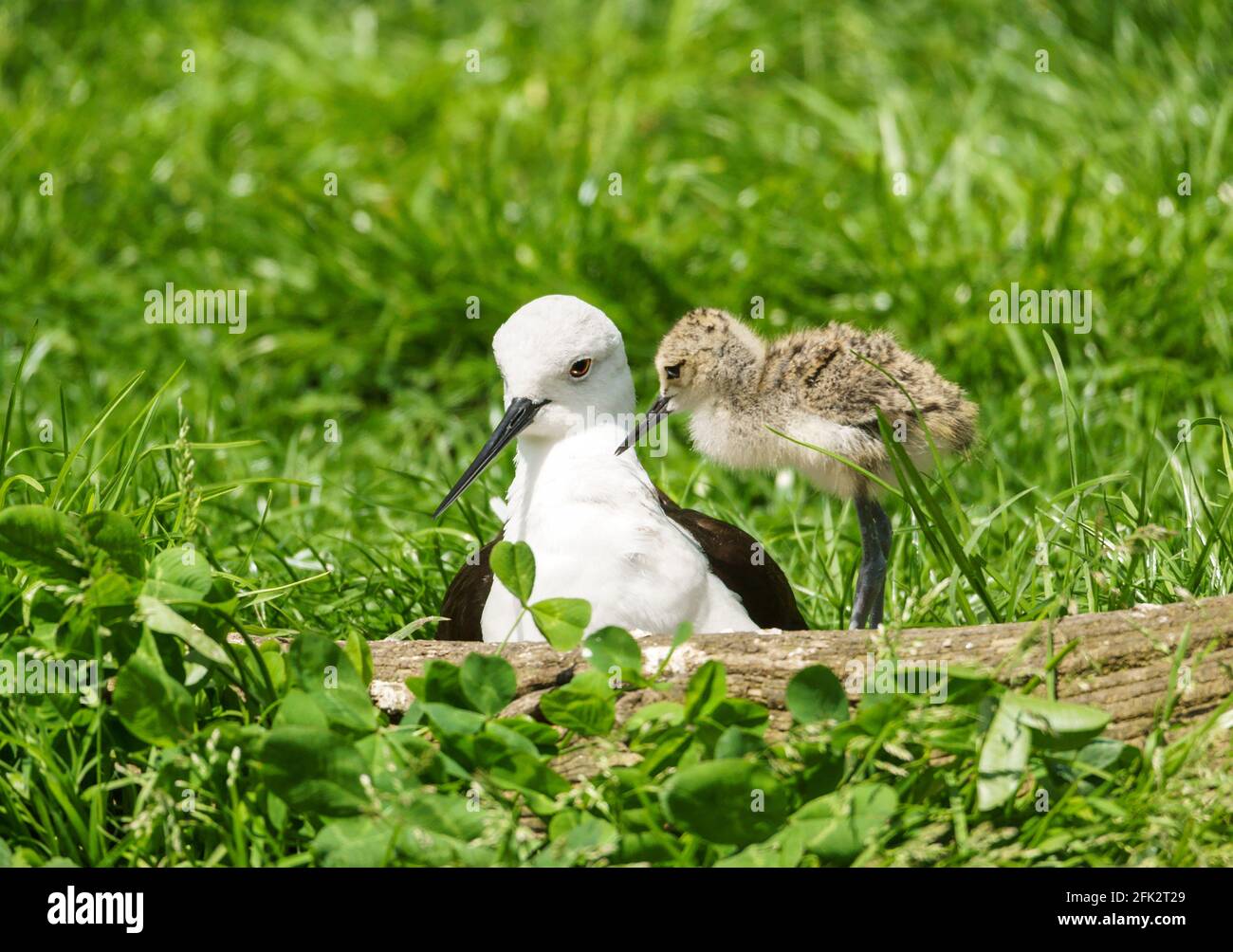 Black-winged Stilt 'Himantopus himantopus' Adult female with young chick. South-west France. Stock Photo