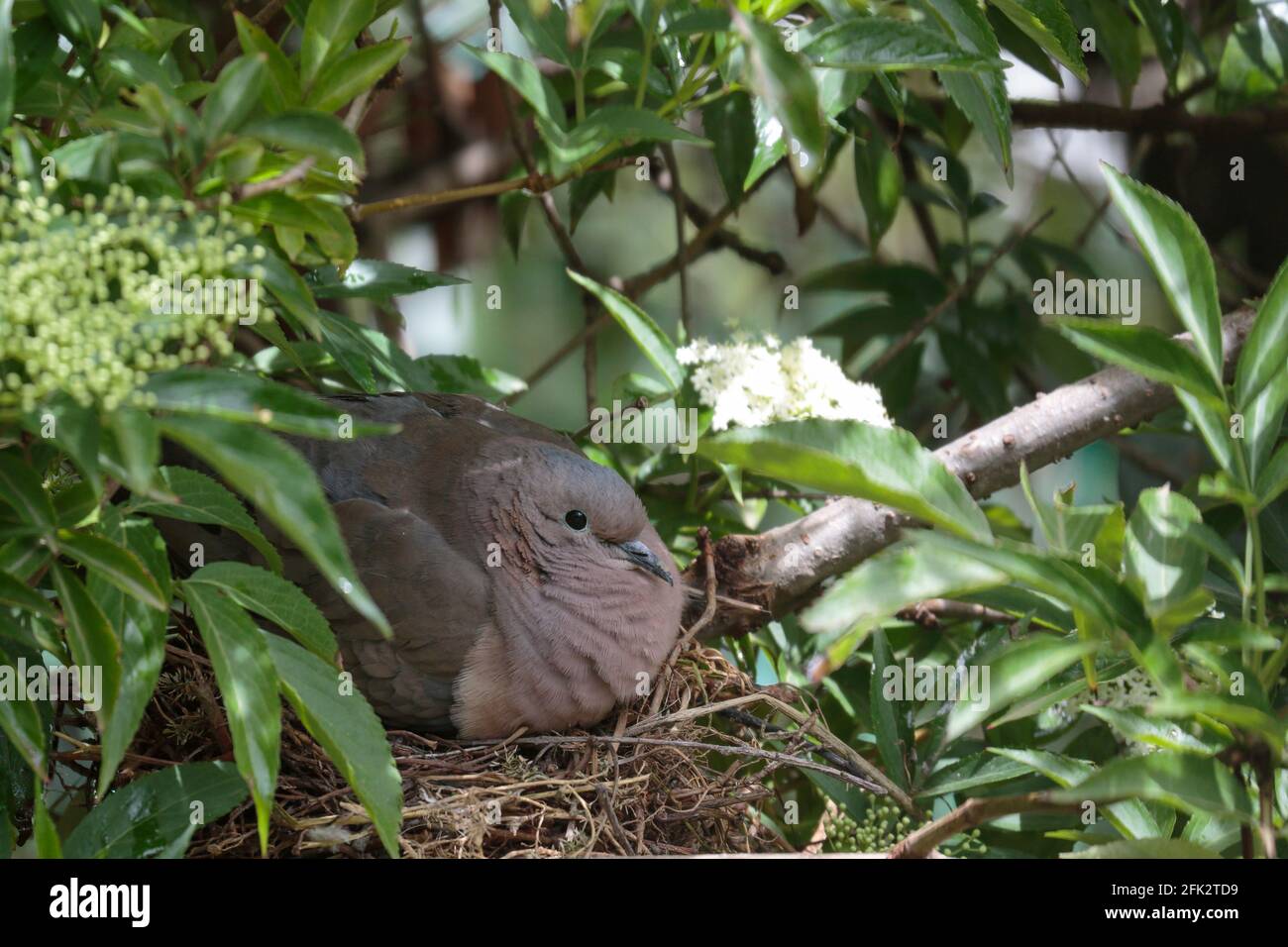EARED DOVE (Zenaida auriculata), a female of this type of pigeon incubating her eggs in her temporary nest, a rare image. Huancayo - Peru Stock Photo