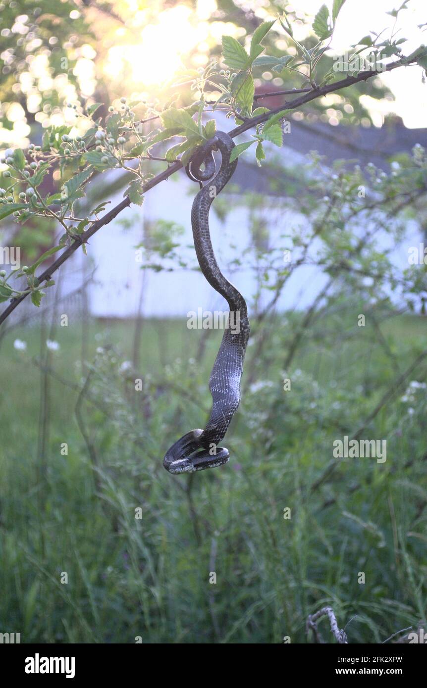 Beautiful Black Rat Snake Hanging From Tree branch Stock Photo