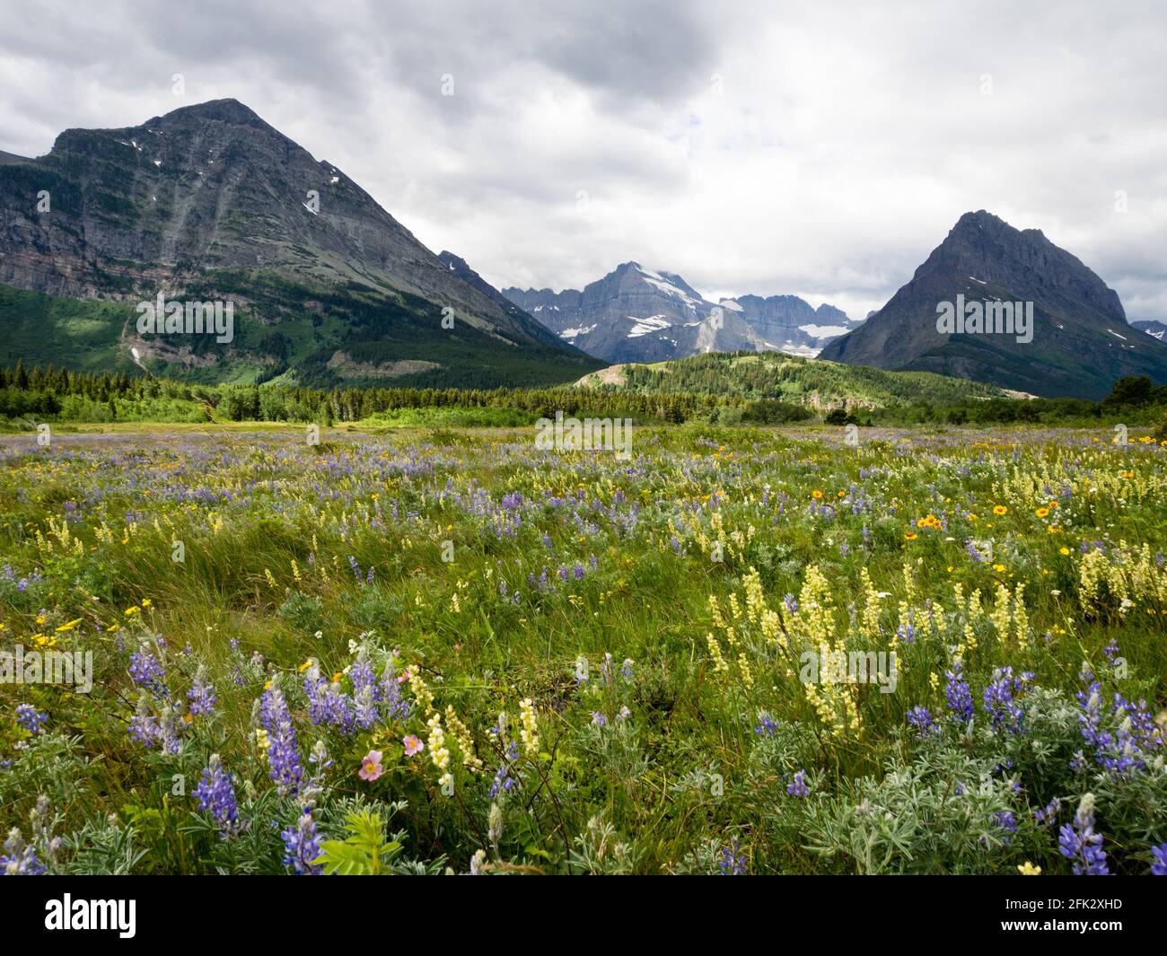 Wildflowers blooming in Glacier National Park, USA Stock Photo - Alamy