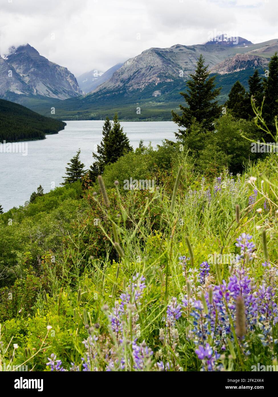 Wildflowers blooming in Glacier National Park, Lower Two Medicine lake ...
