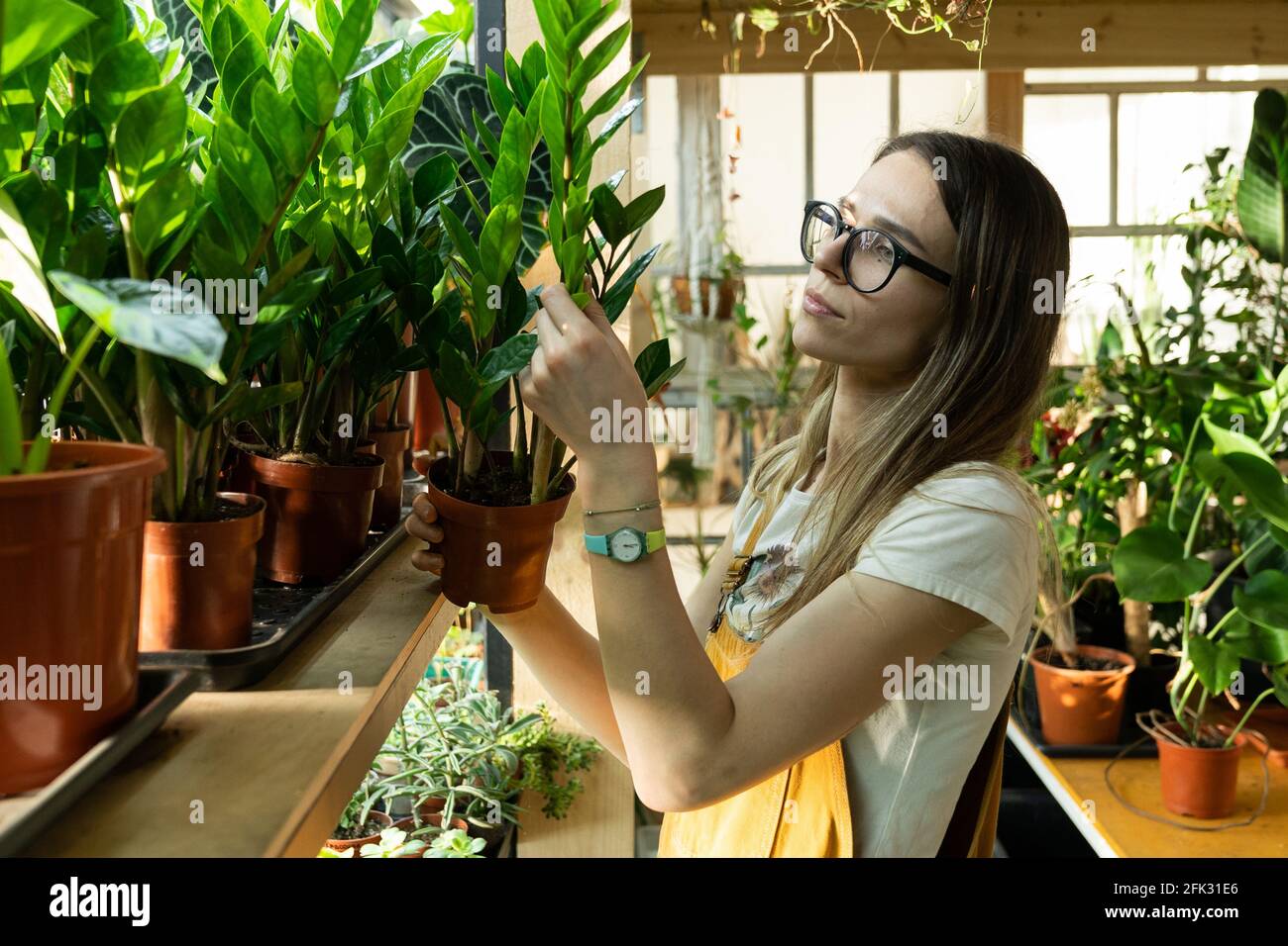 Young female florist work in greenhouse with houseplant for flower store. Freelance gardener at work Stock Photo