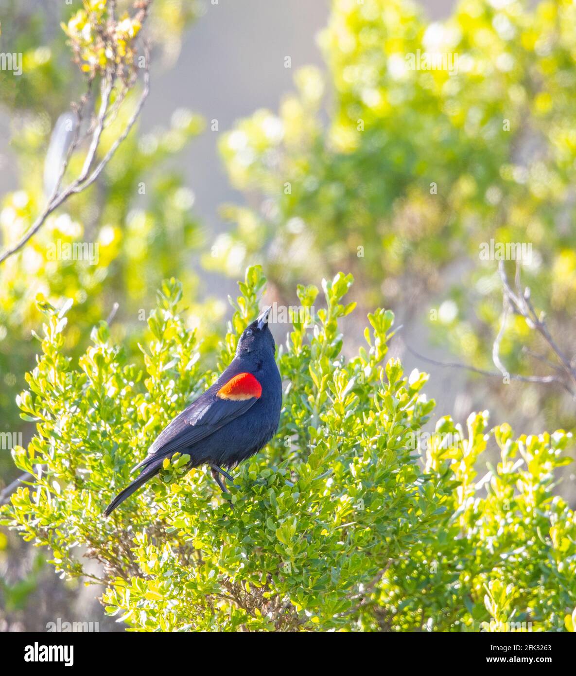 Red winged Blackbird male Stock Photo