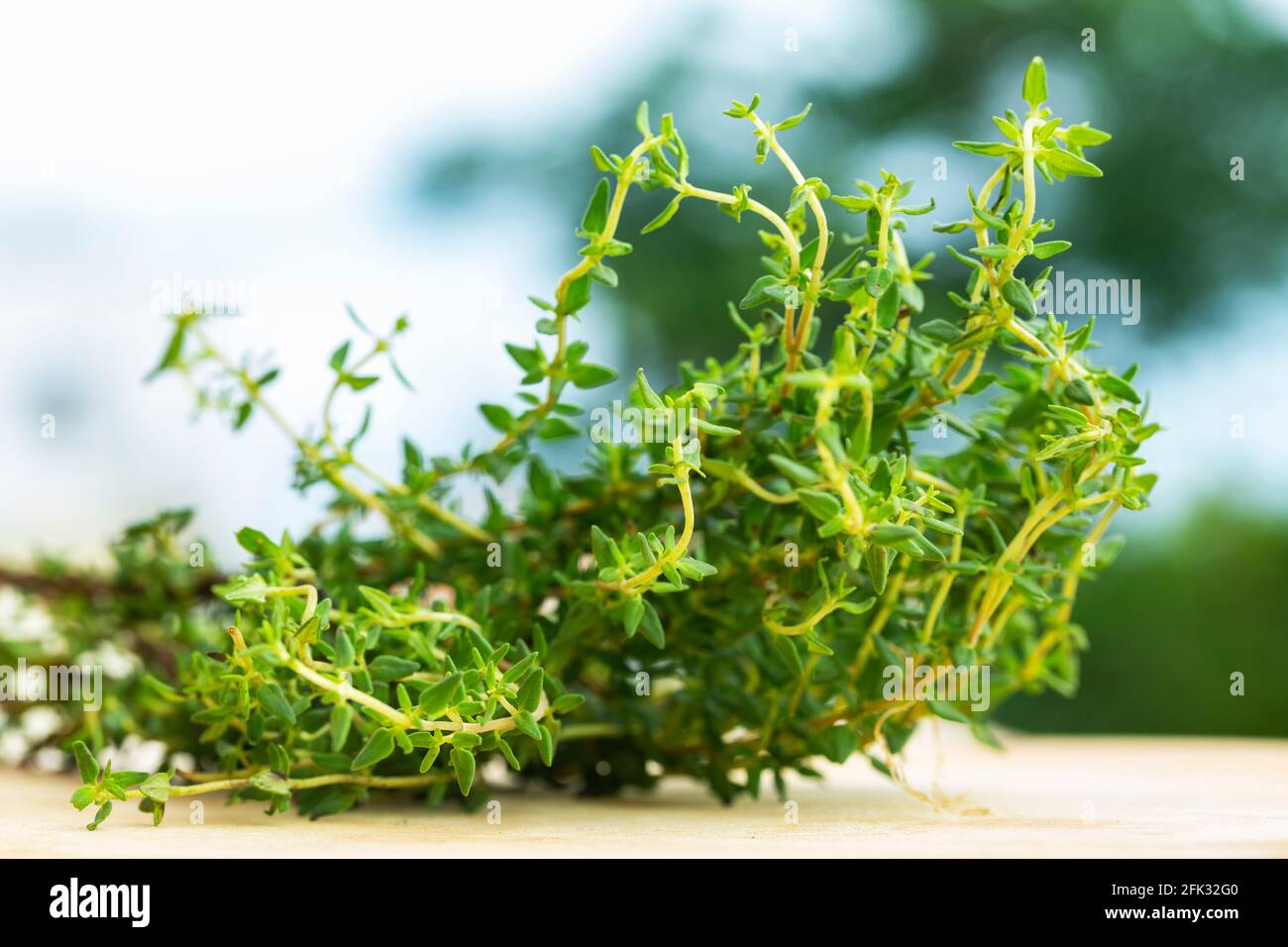 Thyme leaves hires stock photography and images Alamy