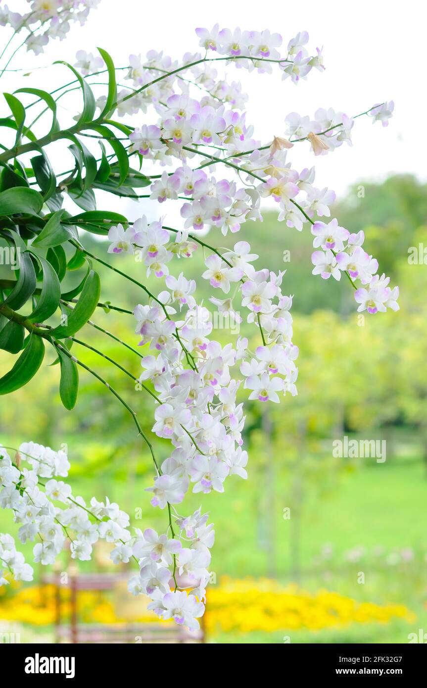 Lovely orchids hi-res stock photography and images - Alamy