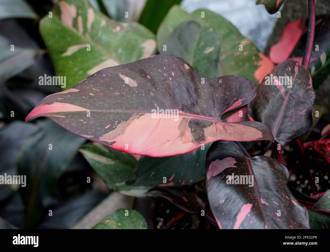 ajwain plant leaves Buy Mexican mint, Patharchur, Ajwain Leaves main image 1