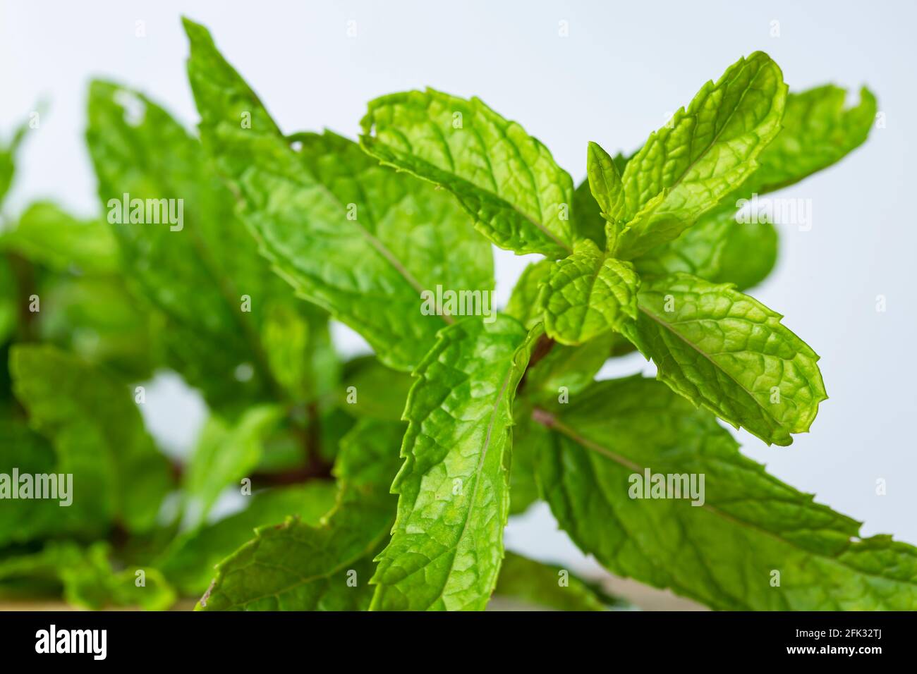 Peppermint plant hires stock photography and images Alamy