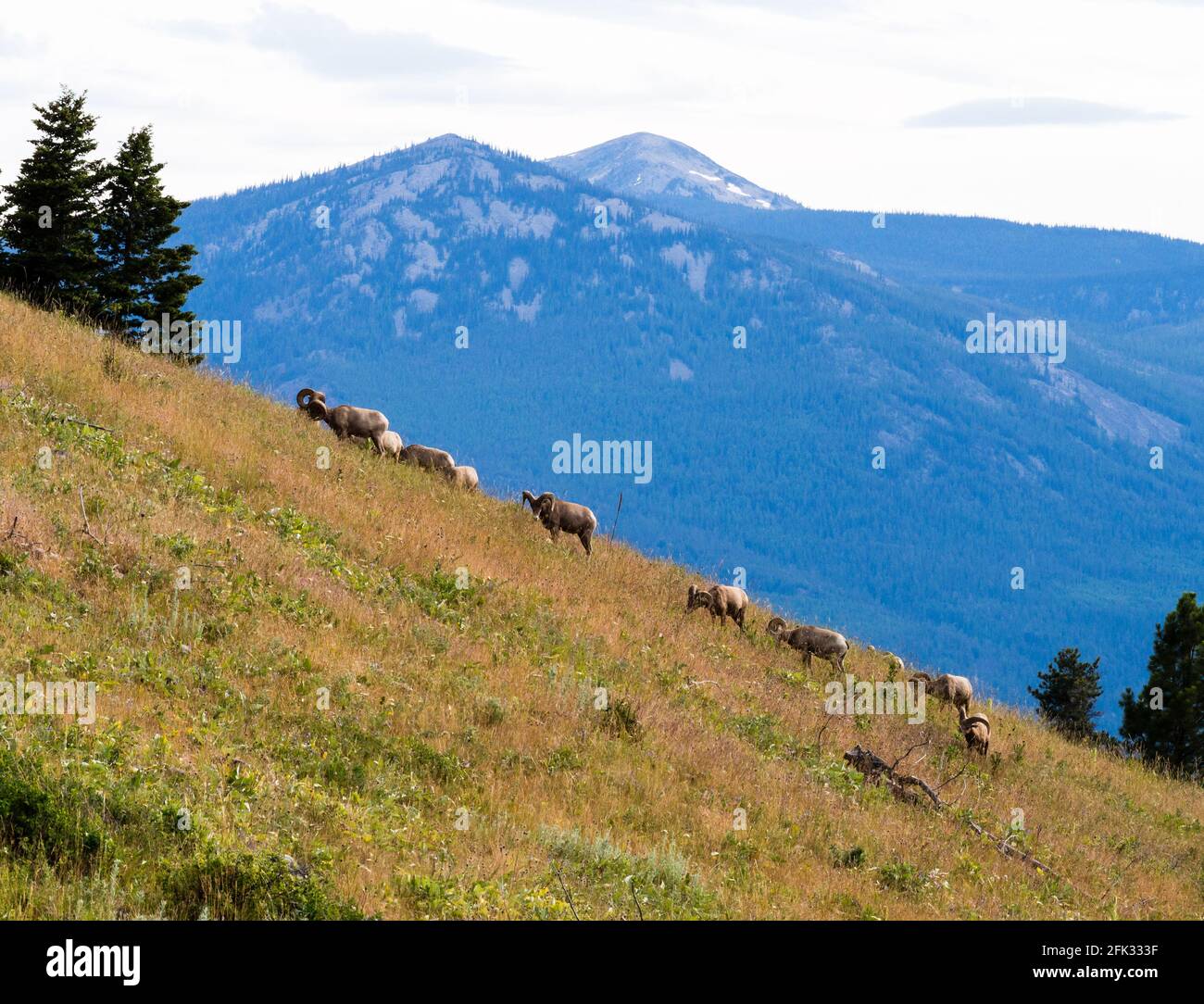 Herd of bighorn sheep grazing on a mountain slope in National Bison ...