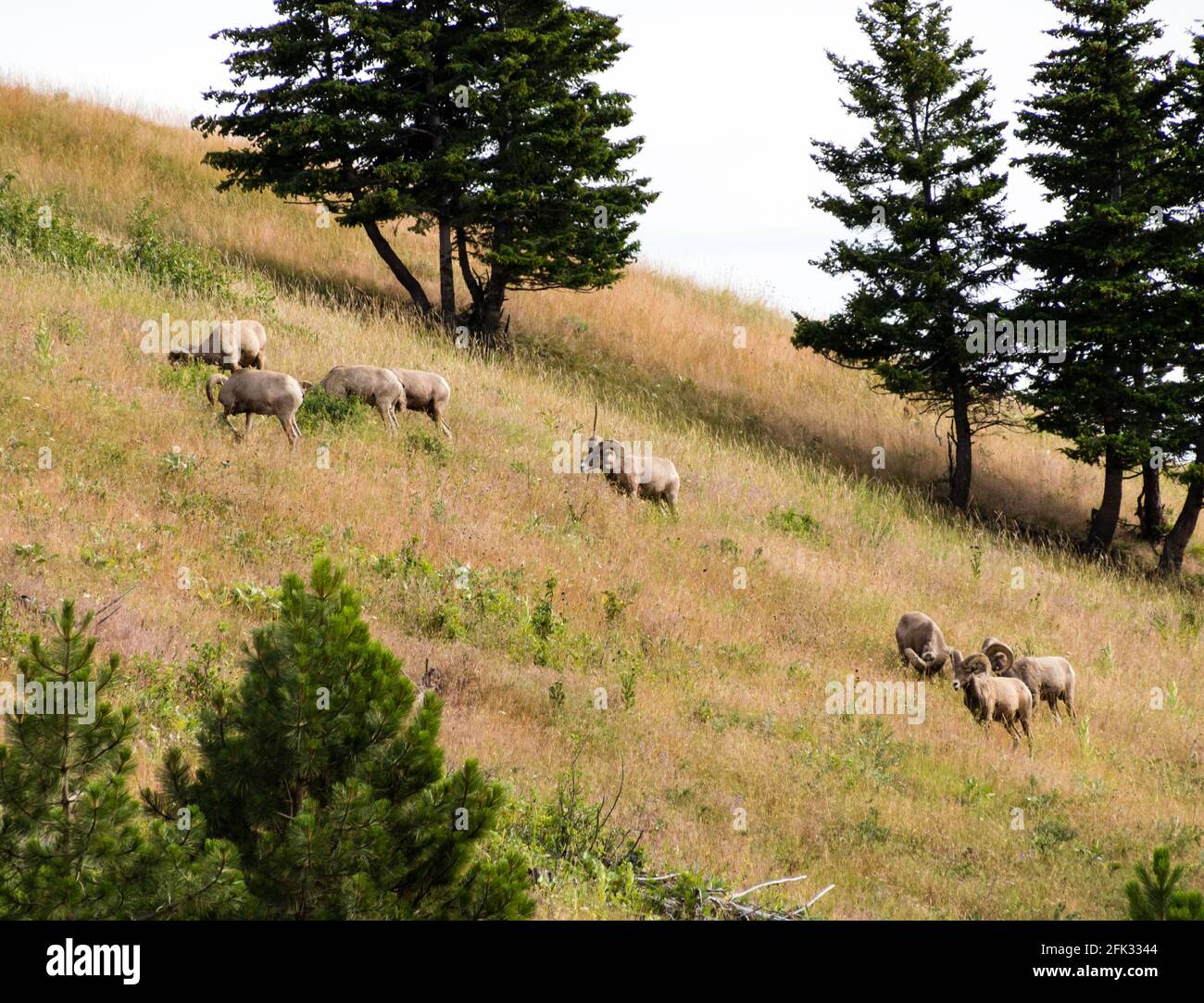 Herd of bighorn sheep grazing on a mountain slope in National Bison ...