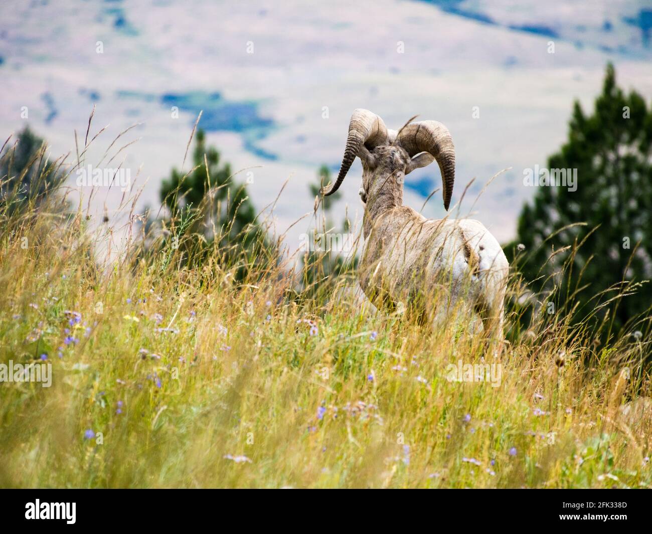 American bighorn sheep on a meadow in National Bison Range, a wildlife