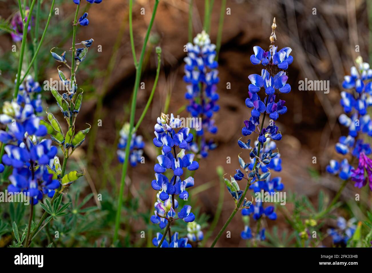 Lupines in Mokelumne River Canyon, California Stock Photo