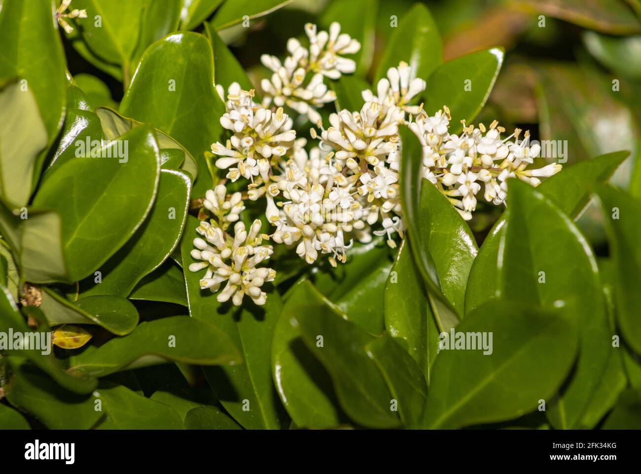 Daphne is a genus of between 70 and 95 species of deciduous and evergreen shrubs in the family Thymelaeaceae, which are grown in a garden. Stock Photo