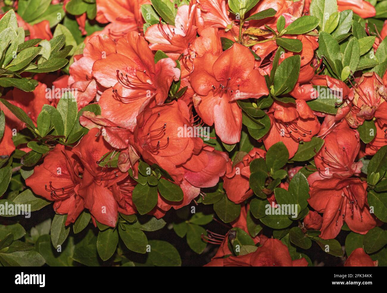 Azaleas are flowering shrubs in the genus Rhododendron, particularly ...