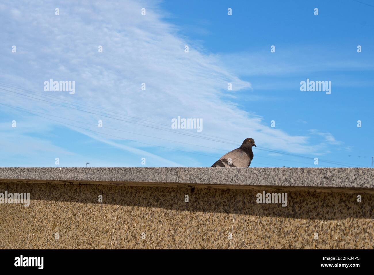 A bluish-gray urban pigeon looking curiously and hiding behind the edge of the speckled gray-white marble parapet of the embankment by the river with Stock Photo