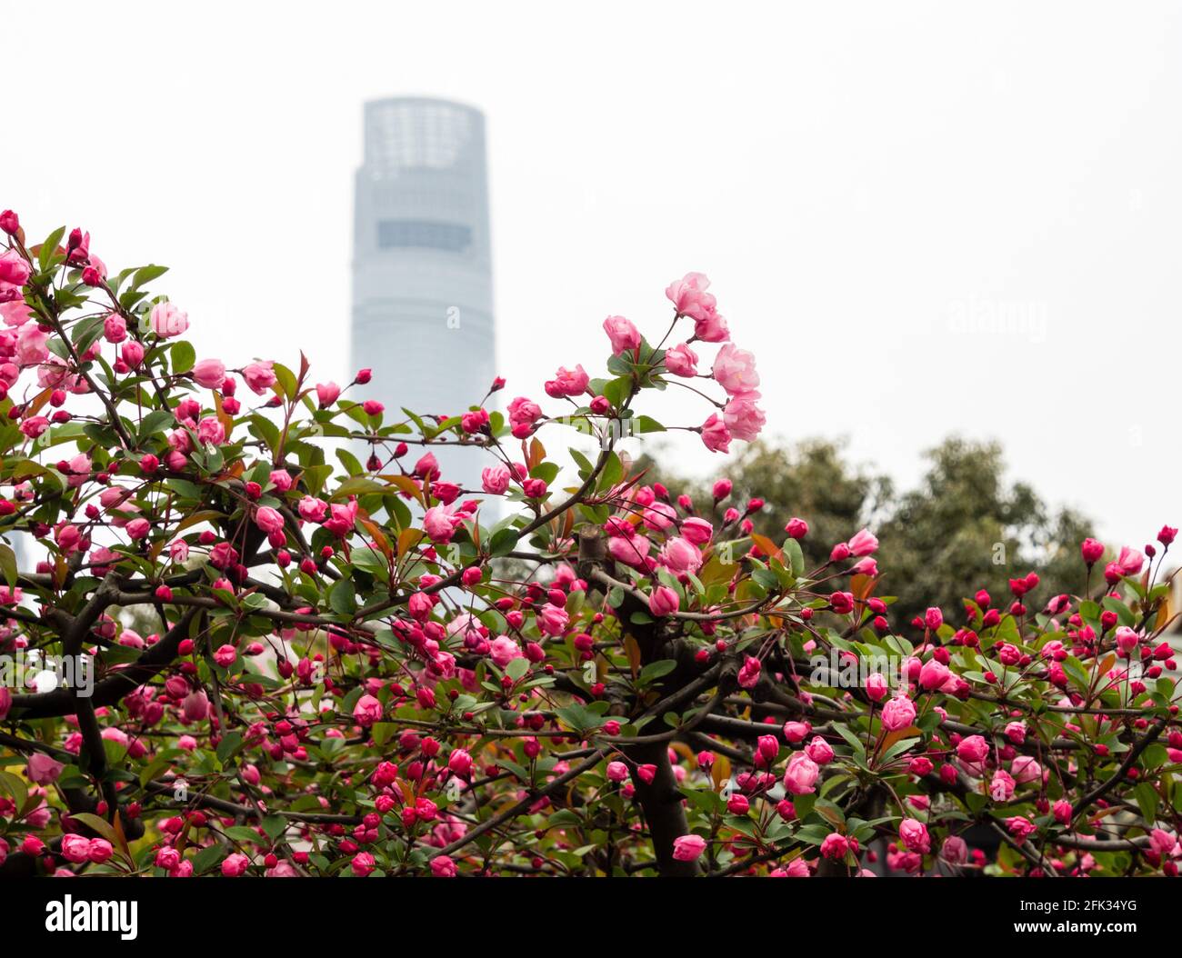 Cherry blossoms and skyscraper in Shanghai Stock Photo Alamy