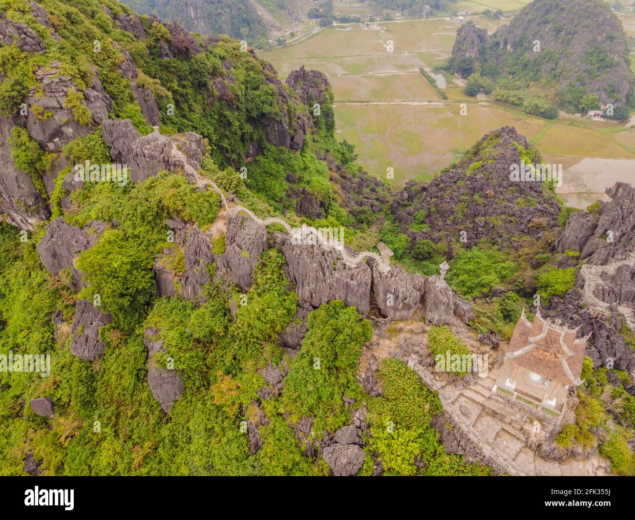 Lion tam hi-res stock photography and images - Alamy