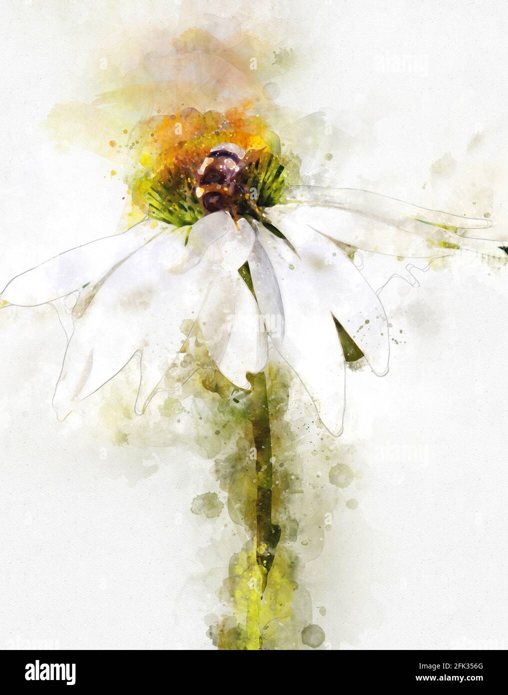 Watercolour painting of white coneflower (Echinacea) and bumblebee ...