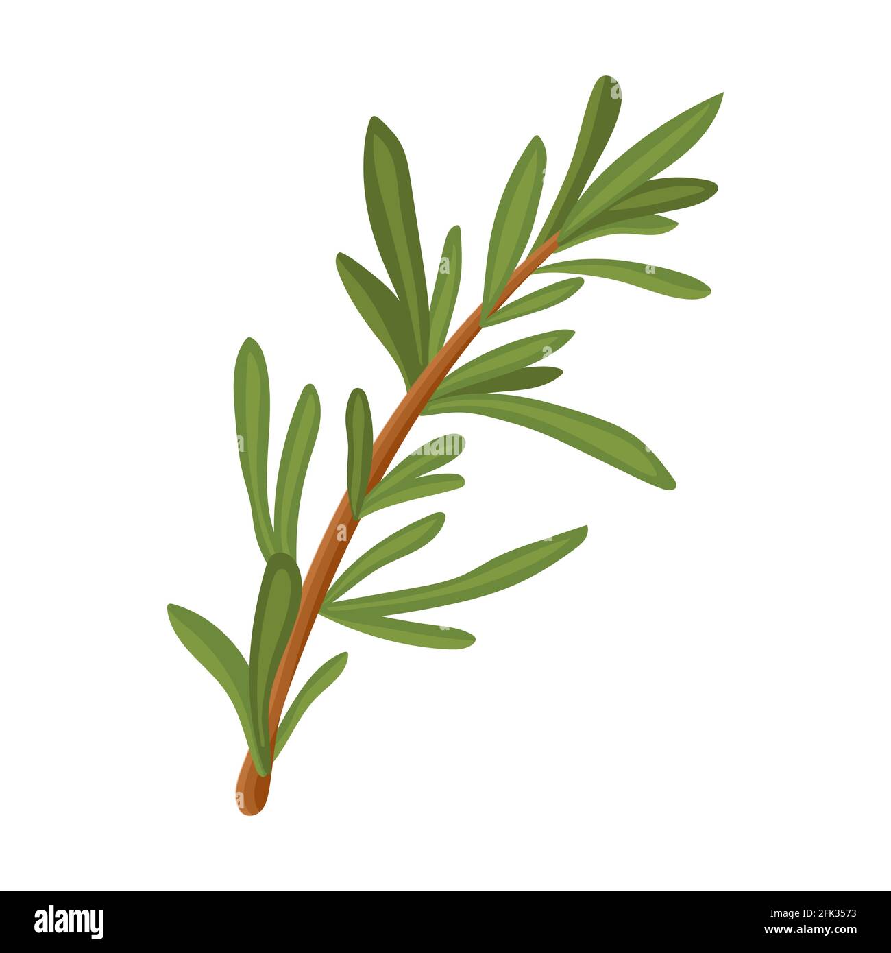 Rosemary branch. Isolated rosemary Stock Vector Image & Art Alamy